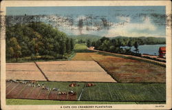 A Cape Cod Cranberry Plantation Postcard