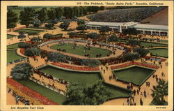 The Paddock " Santa Anita Park" Postcard