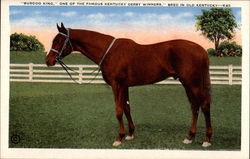 "Burgoo King," One of the Famous Kentucky Derby Winners Postcard