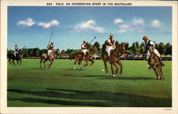 Polo, an Interesting Sport in the Southland Postcard Postcard