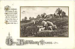 Best Birthday Wishes - Sheep Postcard