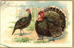 Thanksgiving Day Turkeys Postcard Postcard