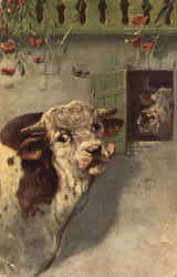 Cows Postcard