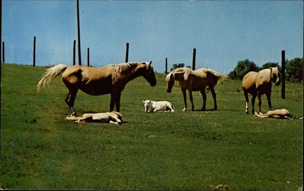 Trexler Lehigh County Game Preserve Schnecksville Pennsylvania
