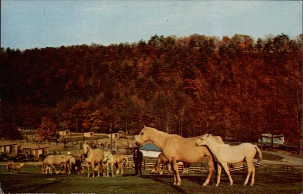 Palomino Horses & Colts, Trexler LeHigh County Game Preserve Schnecksville Pennsylvania