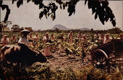 Tobacc Harvest Postcard
