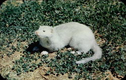 Pollack Mink Farm Postcard