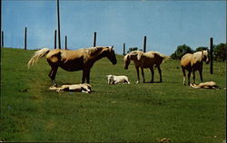 Trexler Lehigh County Game Preserve Postcard