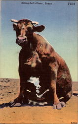 Sitting Bull's Sister Texas Cows & Cattle Postcard Postcard