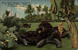 Giant Galapagos Tortoise at St. Augustine Alligator Farm Postcard