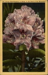 Purple Rhododendron in Bloom, in the Heart of the Mountains Postcard