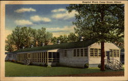 Hospital Ward Camp Grant, IL Postcard Postcard