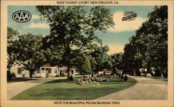 Dixie Tourist Court Note the Beautiful Pecan Bearing Trees Postcard