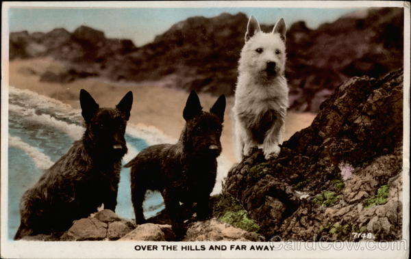 Scottish Terriers