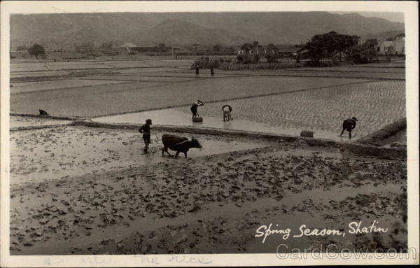 Spring Season in Sha Tin Hong Kong China