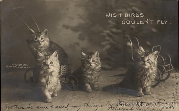 Kittens Wish Bird Couldn't Fly! Cats