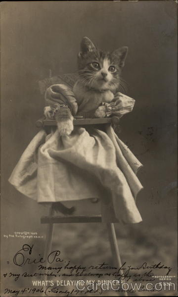 What's delaying my dinner? Cats