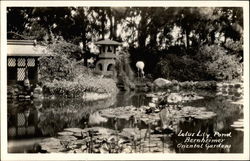 Lotus Lily Pond Bernheimer Oriental Gardens Hollywood, CA Flowers Postcard Postcard