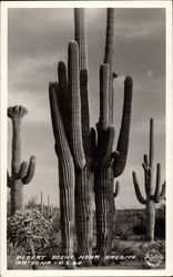 Desert Scene Postcard