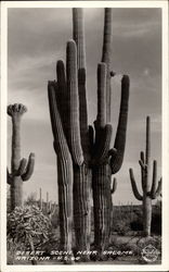 Desert Scene Salome, AZ Postcard Postcard