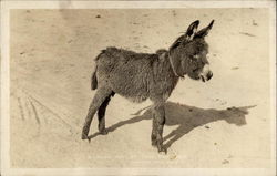 A Native Son at Lone Pine, Calif California Postcard Postcard