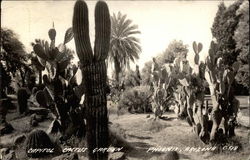 Capitol Cactus Garden Postcard