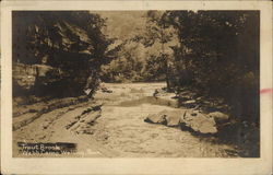 The Trout Brook at Webb Camp Postcard