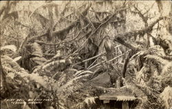 Fairy Dell - Big Tree Park, Redwood Highway Postcard