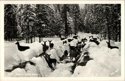 Deer in North Idaho Postcard Postcard