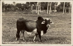 A Brahma Bull Postcard