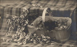 Three cats in a berry basket Postcard