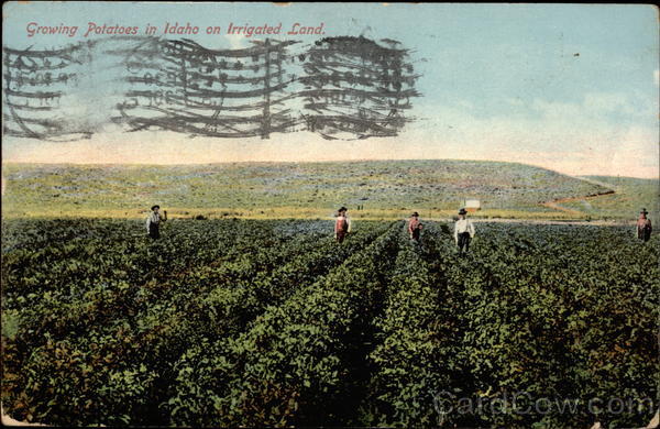 Growing Potatoes in Idaho on Irrigated Land Geo L. Stevens
