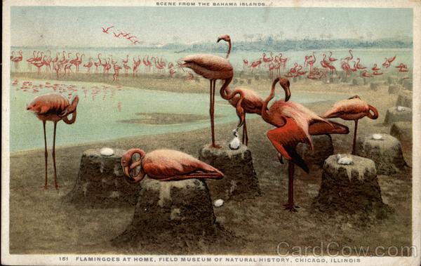 Painting of Flamingoes at Home, Field Museum of Natural History Chicago Illinois