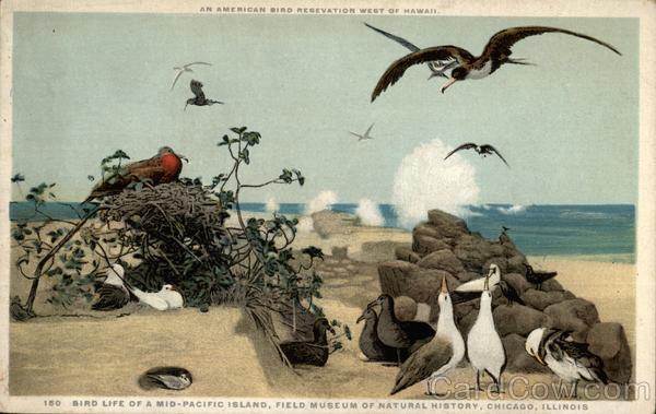 Bird Life of a Mid-Pacific Island Chicago Illinois