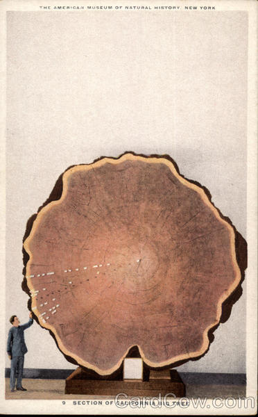 Section of California Big Tree, American Museum of Natural History New York