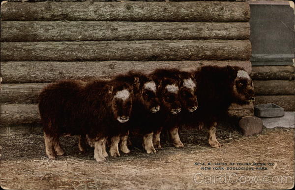 Herd of Young Musk Ox, New York Zoological Park