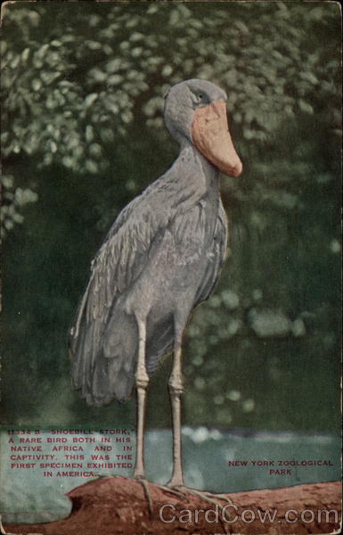 Shoebill Stork Birds