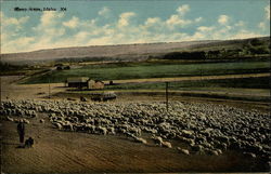 Sheep Scene, Idaho Postcard Postcard