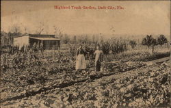 Highland Truck Garden Dade City, FL Postcard Postcard