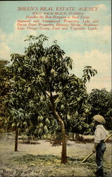 Mango Tree with Fruit, Florida West Palm Beach, FL Postcard Postcard