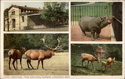 Variuos Views from Zoological Gardens Postcard