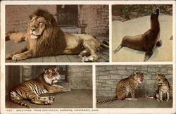 Greetings from the Zoological Gardens Postcard