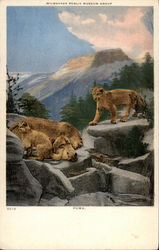 Milwaukee Public Museum Group - Puma Postcard