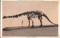 Brontosaurus at the American Museum of Natural History Postcard