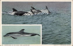 Porpoises in the New York Aquarium, Battery Park Postcard