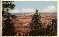 The Canyon seen through the Pines on the Rim The Canyon seen through the Pines on the Rim