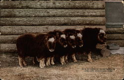 Herd of Young Musk Ox, New York Zoological Park Postcard