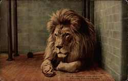 Barbary Lion "Sultan", New York Zoological Park Postcard