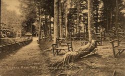 Lovers Arm Tree Postcard