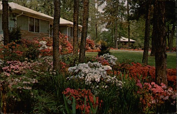 Springtime in the South Flowers